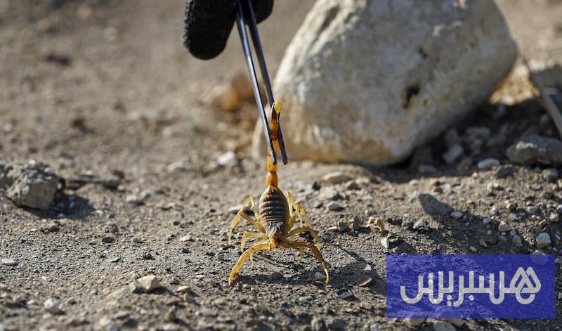 عقرب سام يهدد المغرب